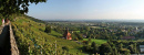 Weinberg Pillnitz
